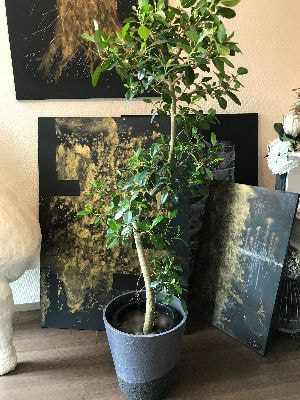 観葉植物のオーダーも承ります。仙台花屋